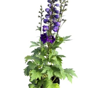 Delphinium grandiflorum Blue Butter
(1 Plants/Order)(17cmP 45cmH)