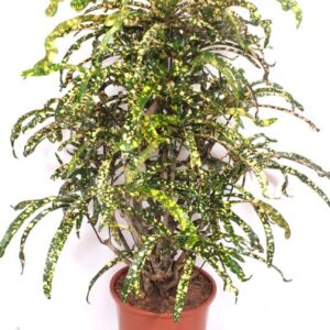 Codiaeum Codiaeum variegatum kleinb King of Siam (Croton)
(1 Plants/Order)(27cmP 110cmH)