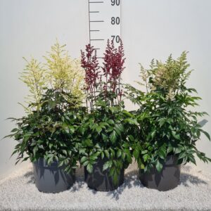 Astilbe Astilbe mixed P26
(1 Plants/Order)(26cmP 60cmH)
