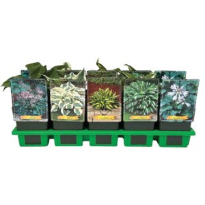 Hosta other mix laag P11
(10 Plants/Order)(11cmP 25cmH)