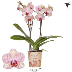 Phalaenopsis Multiflora Mineral Nepal 2 spike
(12 Plants/Order)(9cmP 40cmH)