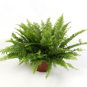 Nephrolepis Green Moment Nephrolepis boston Green Moment
(6 Plants/Order)(17cmP 40cmH)