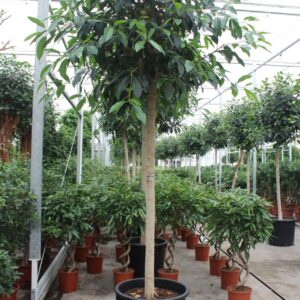Ficus Australis bellingeri
(1 Plants/Order)(70cmP 400cmH)