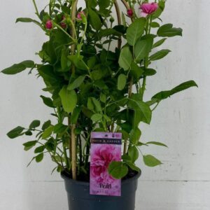Rosa 'select' mix Pearl p22
(1 Plants/Order)(22cmP 75cmH)