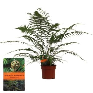 Dicksonia antarctica (Tasmaanse Boomvaren) clump MET hoes
(1 Plants/Order)(24cmP 70cmH)
