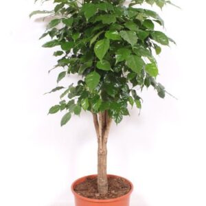 Radermachera sinica hainanensis
(1 Plants/Order)(30cmP 170cmH)