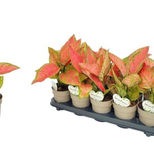 Aglaonema other Aglaonema Valentine
(10 Plants/Order)(12cmP 40cmH)
