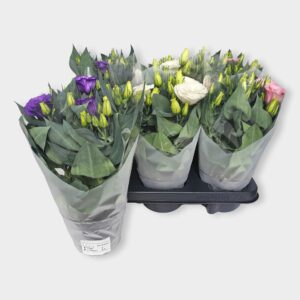 Eustoma Julietta mixed Lisianthus 12cm frosted hoes
(8 Plants/Order)(12cmP 30cmH)