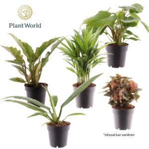Indoor plants Groenmix Cuba (diverse soorten)
(7 Plants/Order)(14cmP 40cmH)
