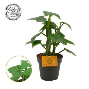 Cissus quadrangularis 12 cm
(8 Plants/Order)(12cmP 20cmH)