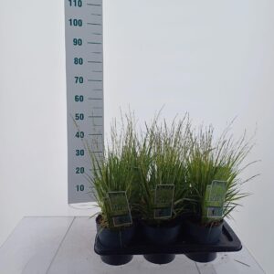 Molinia caerulea Variegata Molinia caerulea 'Variegata'
(1 Plants/Order)(17cmP 30cmH)