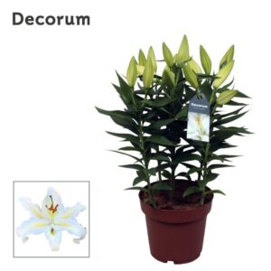 Lilium White Starlight Lilium OR Starlight White 19cm
(5 Plants/Order)(19cmP 60cmH)