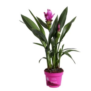 Curcuma alismatifolia Siam Sumi 12cm Limited Edition
(10 Plants/Order)(12cmP 50cmH)