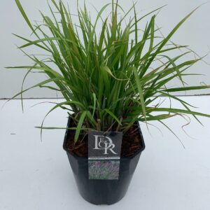 Pennisetum Red Head'
(1 Plants/Order)(23cmP 70cmH)