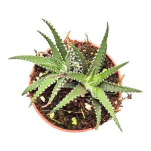 Succulenten mix Hawothia Fasciata Big Band
(10 Plants/Order)(7cmP 2cmH)