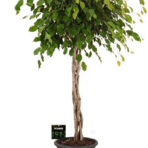 Ficus Exotica Ficus benj. Exotica gevlochten stam
(1 Plants/Order)(32cmP 150cmH)
