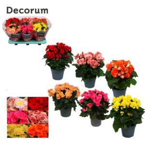 Begonia mix 14 cm (5 kleuren)
(6 Plants/Order)(14cmP 32cmH)