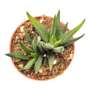 Haworthia Atrenuata Concolor
(10 Plants/Order)(7cmP 2cmH)