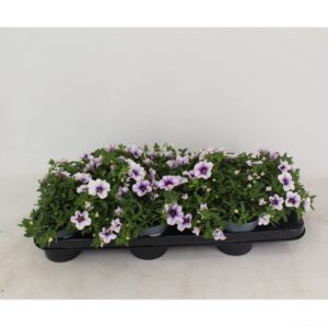 Calibrachoa Million Bells Trailing Calibrachoa Blue vein
(12 Plants/Order)(10.5cmP 20cmH)