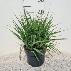 Molinia caerulea Moorhexe
(1 Plants/Order)(19cmP 40cmH)