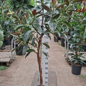 Ficus Melany Elastica gedraaide stam 180
(1 Plants/Order)(30cmP 160cmH)