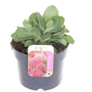 Sedum Herbstfreude
(6 Plants/Order)(17cmP 25cmH)