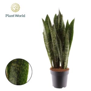 Sansevieria zeylanica
(1 Plants/Order)(27cmP 100cmH)
