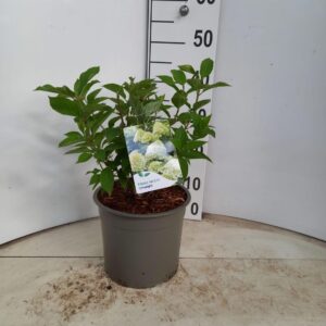 Hydrangea paniculata Limelight PBR
(1 Plants/Order)(23cmP 45cmH)