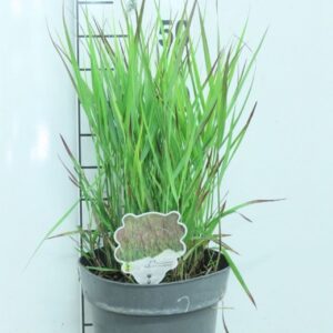 Panicum virgatum Bloodbrothers' P23
(1 Plants/Order)(23cmP 55cmH)