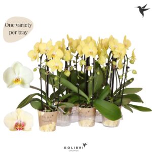 Phalaenopsis Elegant Cascade Niagara Fall yellow 2 spike
(6 Plants/Order)(12cmP 45cmH)