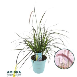 Pennisetum setaceum Rubrum Pennisetum advena'Rubrum'
(6 Plants/Order)(17cmP 70cmH)
