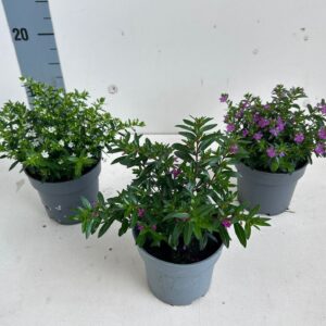 Cuphea hyssopifolia
(10 Plants/Order)(10.5cmP 21cmH)