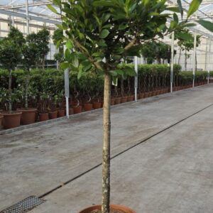 Ficus cyathistipula
(1 Plants/Order)(55cmP 250cmH)