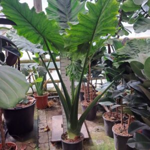 Alocasia Portodora toef XL 200
(1 Plants/Order)(30cmP 200cmH)