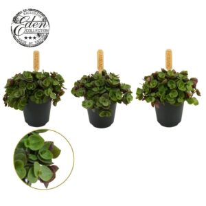 Callisia Turtle 5,5cm
(20 Plants/Order)(5.5cmP 10cmH)