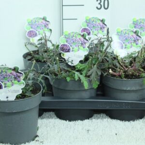 Verbena other Verbena officinalis 'Bampton' P17
(6 Plants/Order)(17cmP 20cmH)
