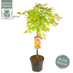 Acer shirasawanum Acer palm. 'Moonrise'
(1 Plants/Order)(29cmP 120cmH)