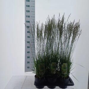 Molinia caerulea Moorflamme Molinia caerulea 'Moorflamme'
(1 Plants/Order)(17cmP 65cmH)