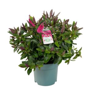 Hebe Donna Eva
(6 Plants/Order)(15cmP 35cmH)