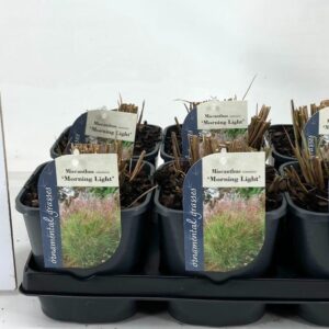 Miscanthus sinensis Morning Light Miscanthus sin. Morning Light
(6 Plants/Order)(17cmP 15cmH)