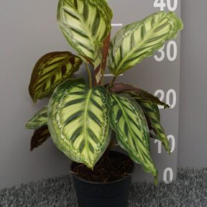 Calathea moonlight
(6 Plants/Order)(12cmP 35cmH)