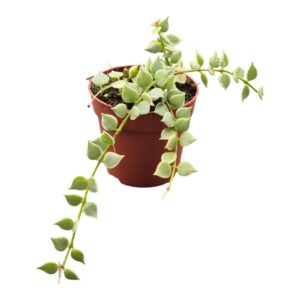 Dischidia ruscifolia Variegata
(5 Plants/Order)(7cmP 10cmH)