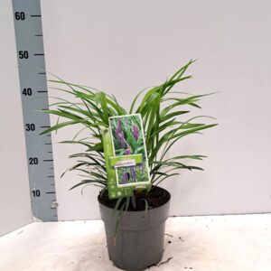 Liriope Moneymaker muscari
(1 Plants/Order)(17cmP 40cmH)
