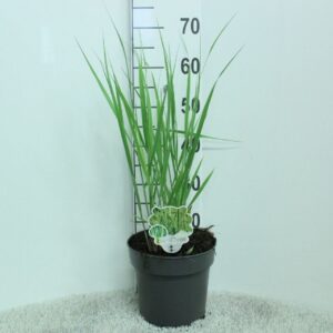 Panicum virgatum Northwind' P23
(1 Plants/Order)(23cmP 70cmH)