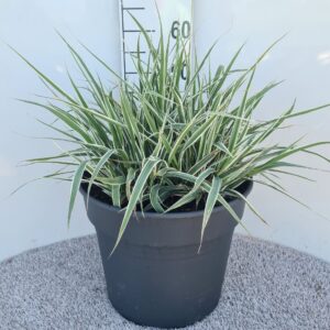 Arundo donax 'Versicolor' Elly P40
(1 Plants/Order)(40cmP 50cmH)