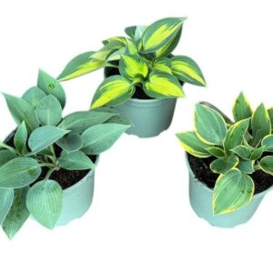Hosta other Hosta in Types
(1 Plants/Order)(17cmP 25cmH)