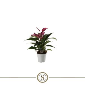 Anthurium Zizou
(16 Plants/Order)(7cmP 25cmH)