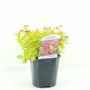 Spiraea japonica Golden Princess Spiraea jap. Golden Princess
(6 Plants/Order)(17cmP 25cmH)