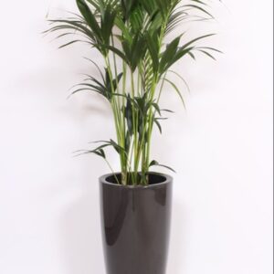Howea forsteriana "in Santorini Pot ""antraciet"""
(1 Plants/Order)(33cmP 160cmH)