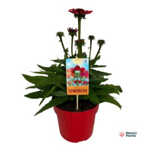 Echinacea Sombrero Salsa Red Compact
(1 Plants/Order)(17cmP 50cmH)